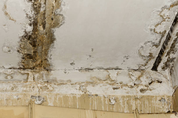 Best Industrial Mold Remediation  in Pine Hills, CA