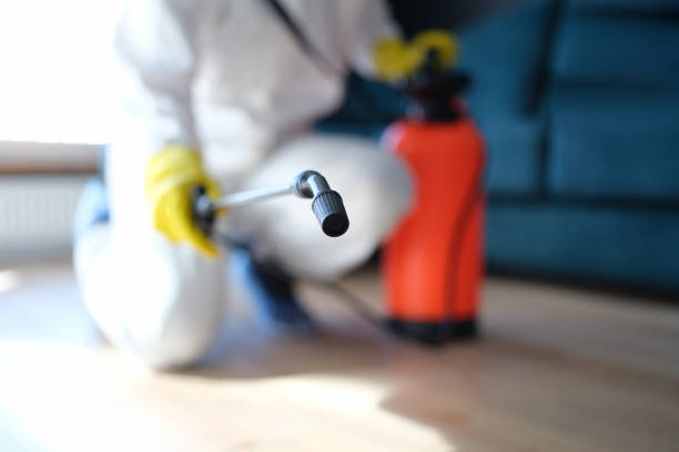 Best Mold Odor Removal Services  in Pine Hills, CA