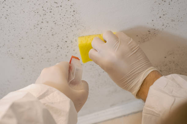 Biohazard Mold Removal in Pine Hills, CA