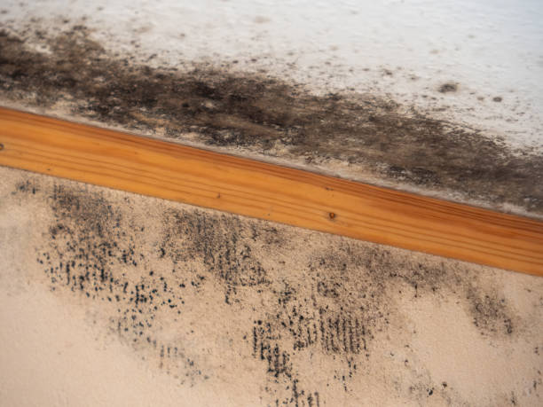 Best Crawl Space Mold Remediation  in Pine Hills, CA