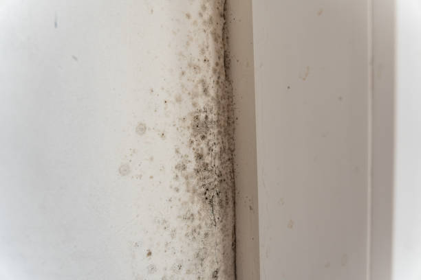 Best Real Estate Mold Inspection  in Pine Hills, CA