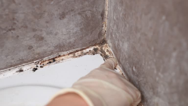 Trusted Pine Hills, CA Mold Removal Experts